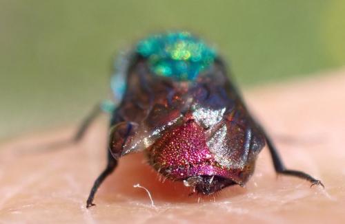 Réf. 334 367 : Chrysura radians
